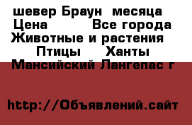 шевер Браун 2месяца › Цена ­ 200 - Все города Животные и растения » Птицы   . Ханты-Мансийский,Лангепас г.